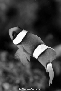 Nemo shot with Nikon D70s and 135 macro lens by Simon Gardener 